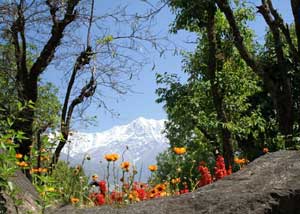 Spring in Dharamsala